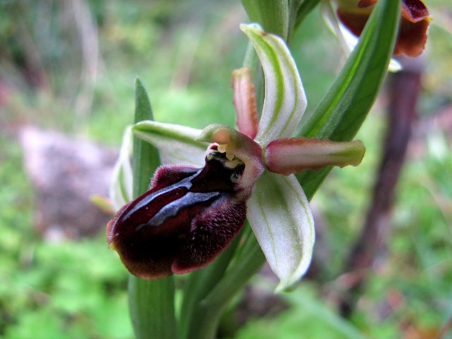 Racconto: Ophrys (sphegodes) panormitana